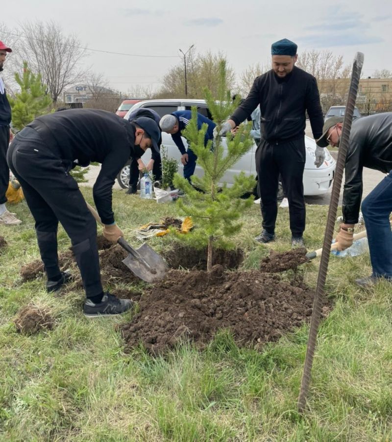 «Әл-Машани» мешітінің ауласына 100 түп тал егілді(фото)
