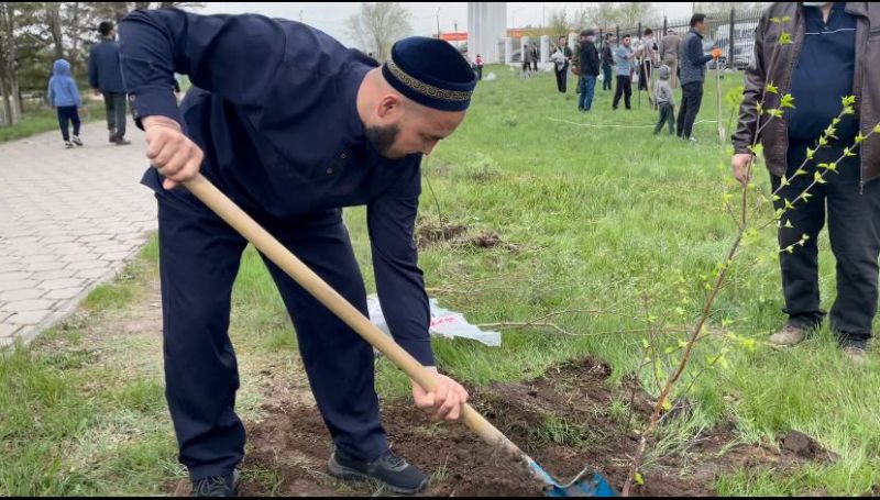 «Әл-Машани» мешітінің ауласына 200 түп аққайың  отырғызылды