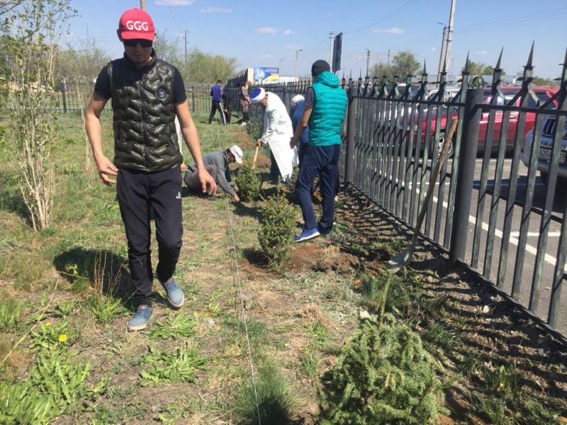 «Жанқұтты би» мешіті 15 түп шырша ағашын екті