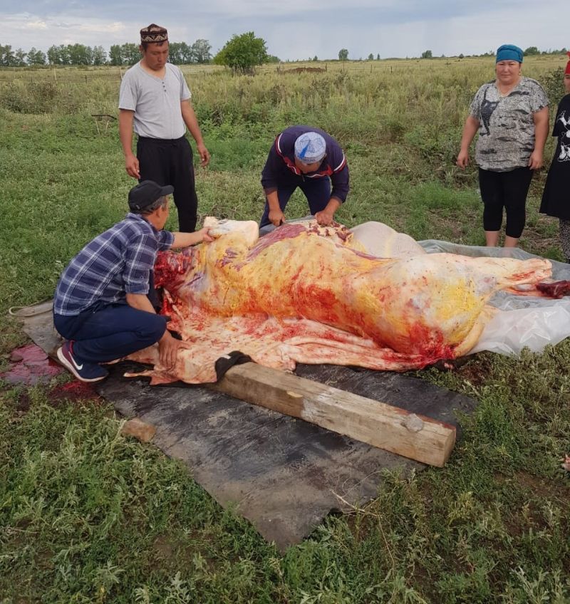 АБАЙ АУДАНЫ 1 ТОННА ЕТ ҮЛЕСТІРДІ