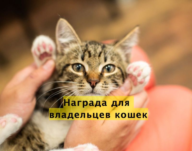 Награда для владельцев кошек