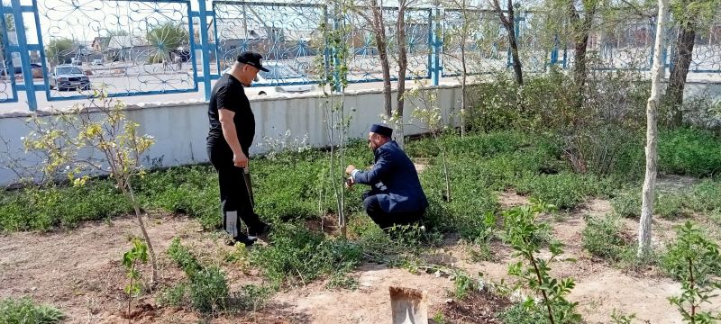 БАЛҚАШ МЕШІТІ АУЛАСЫНА АҒАШ ОТЫРҒЫЗЫЛДЫ