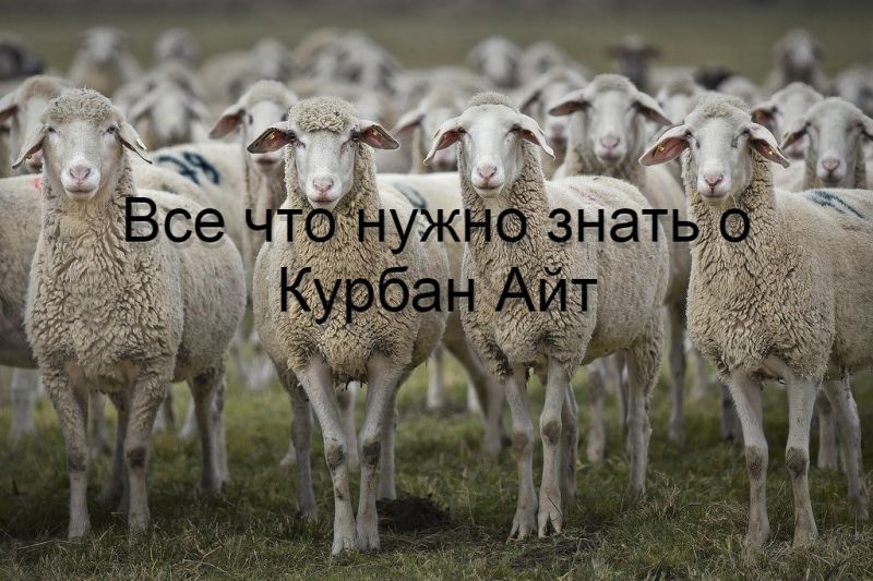 Все что нужно знать о Курбан Айт