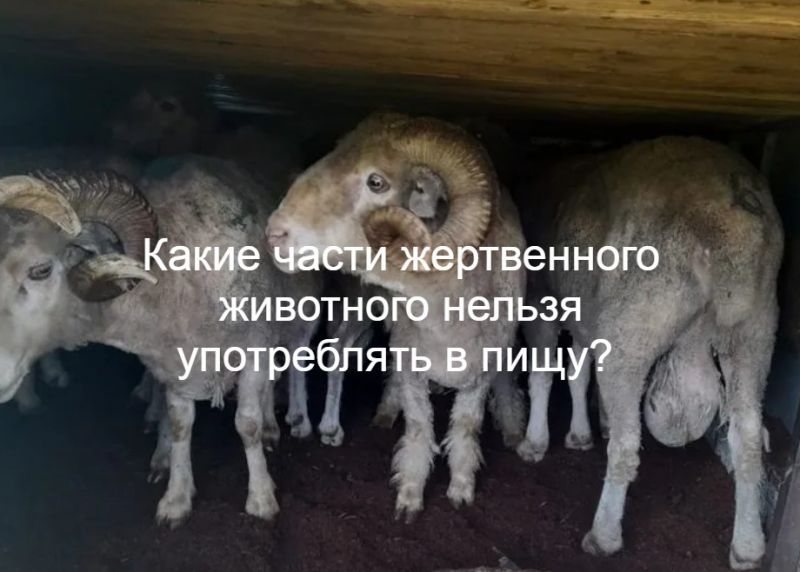 Какие части жертвенного животного нельзя употреблять в пищу? 