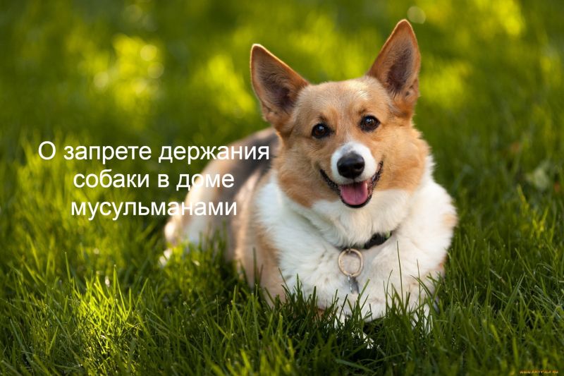 О запрете держания собаки в доме мусульманами