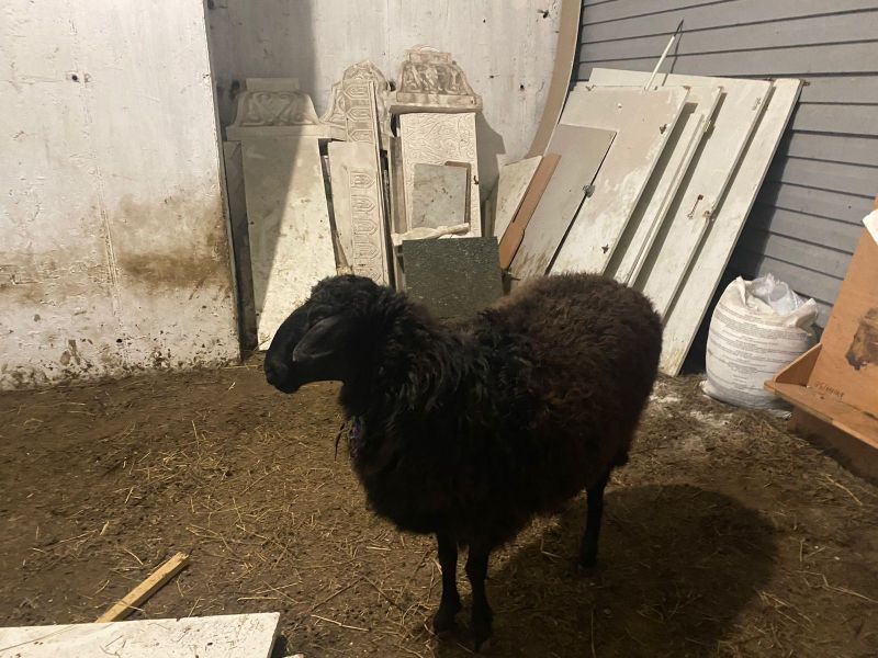 МАЛДЫҢ ЗЕКЕТІ БЕРІЛДІ