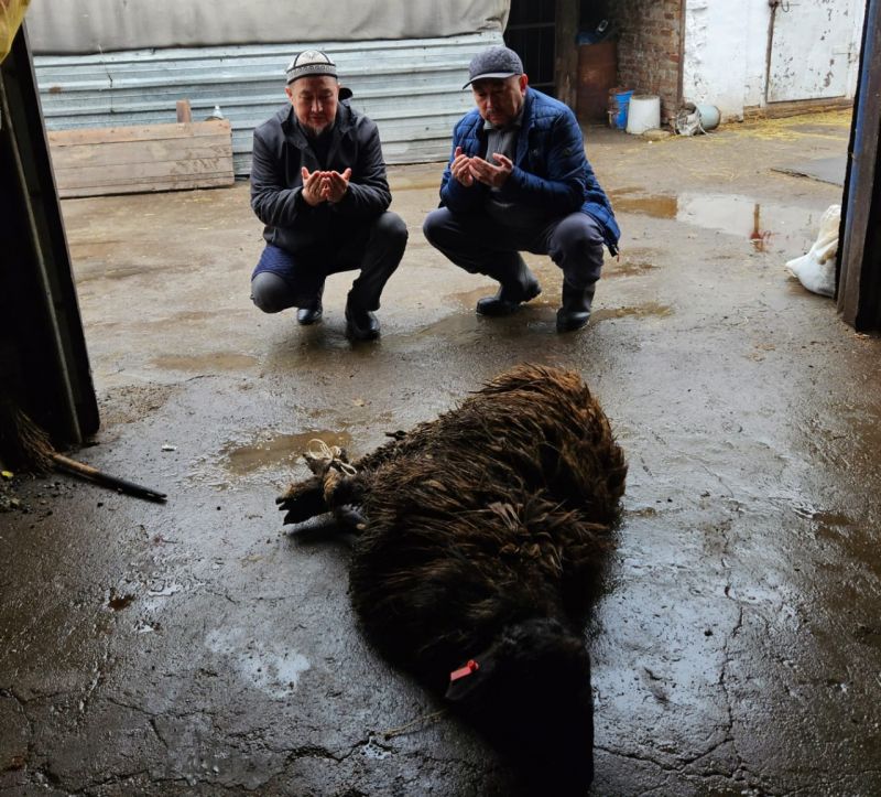 Ұлық мейрам құрметіне құрбан шалынды