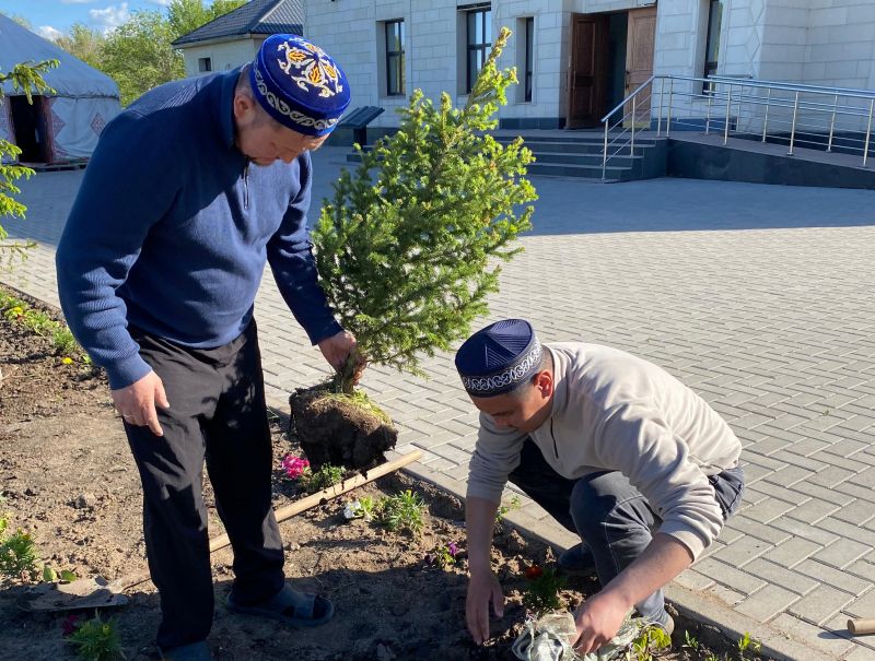 «Төлеутай ата»  мешіті ауласына тал отырғызылды
