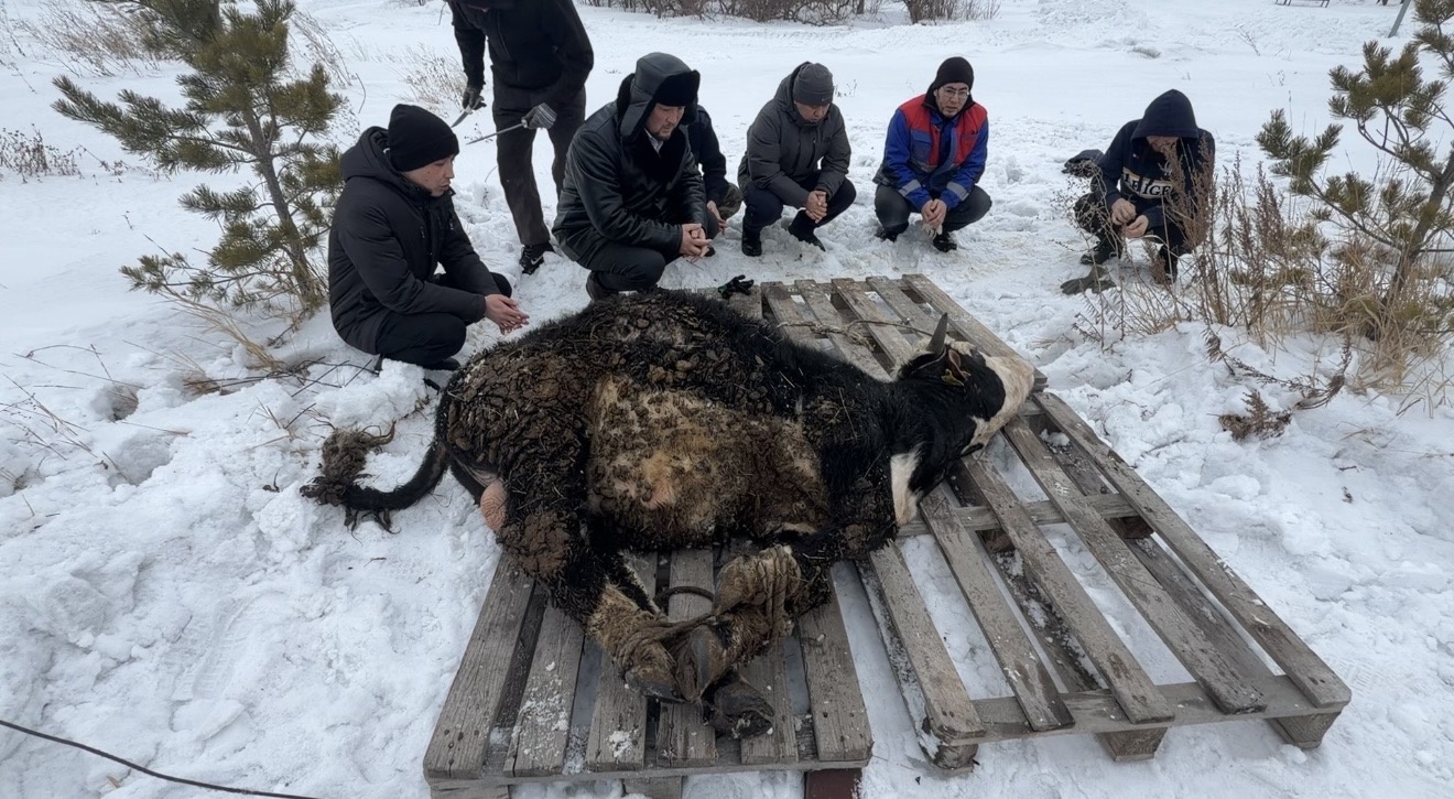 Төлеутай ата мешіті Рамазанға дайындық: ауызашарға мал сойылды