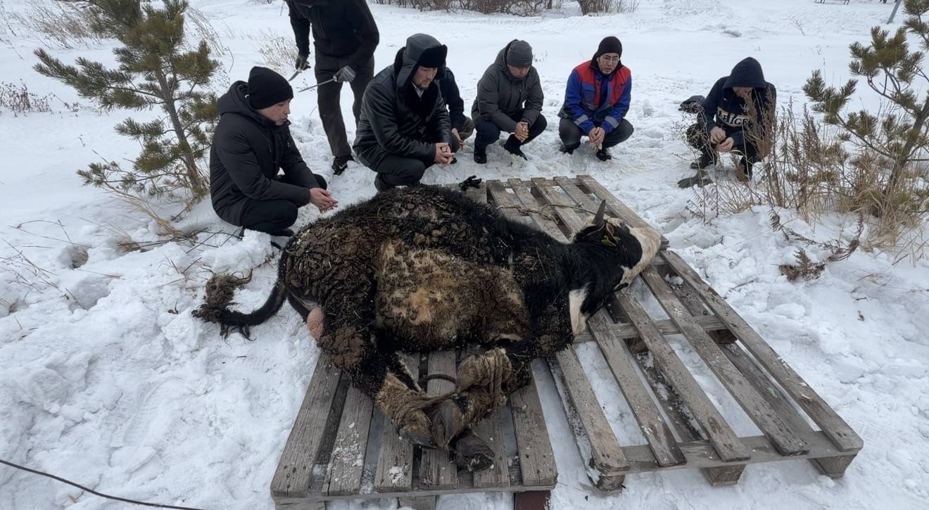 Төлеутай ата мешіті Рамазанға дайындық: ауызашарға мал сойылды