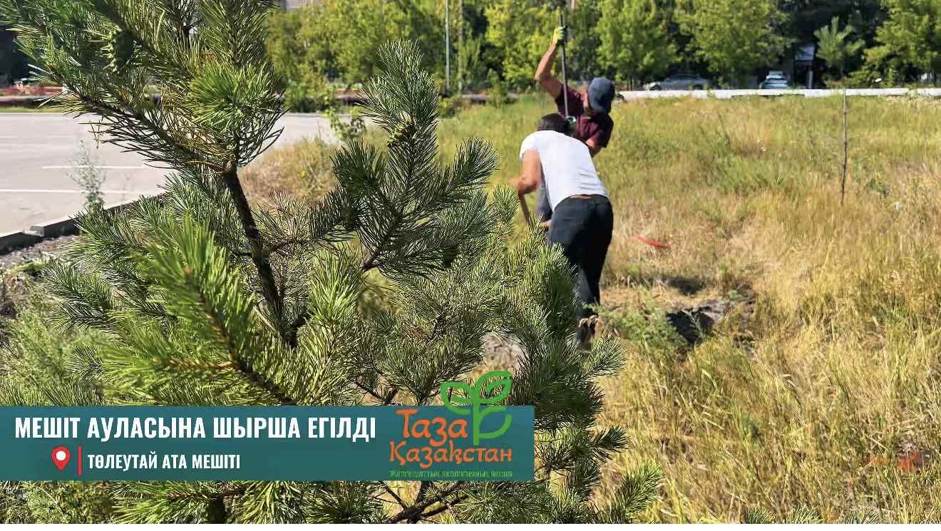 «Таза Қазақстан» акциясы аясында шырша көшеттері отырғызылды