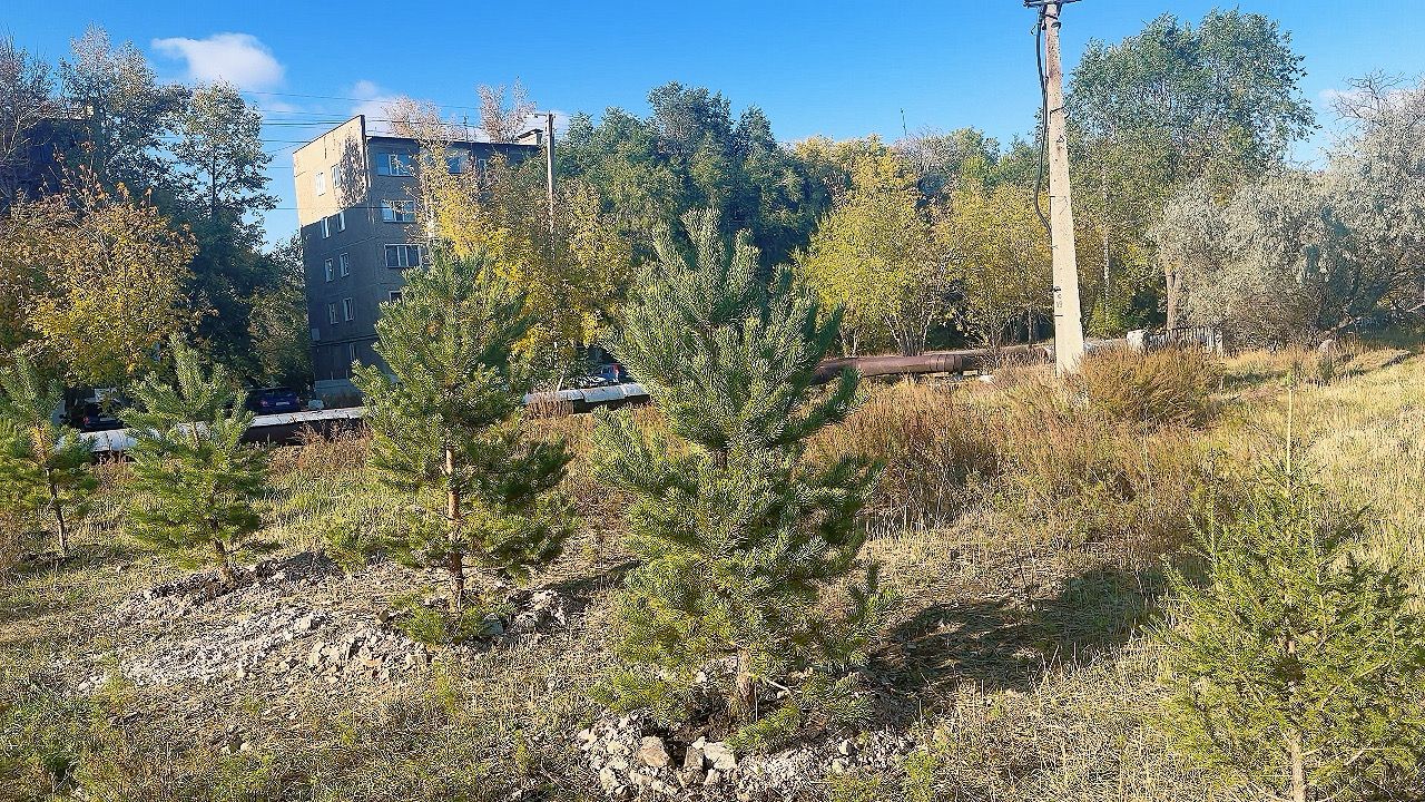 «ТАЗА ҚАЗАҚСТАН»: «ТӨЛЕУТАЙ АТА» МЕШІТІНІҢ АУЛАСЫНА 50 ТҮП ШЫРША ОТЫРҒЫЗЫЛДЫ