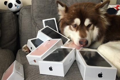 БАҚЫТТЫ ИТ БІРДЕН СЕГІЗ IPHONE 7-ге ИЕ БОЛДЫ