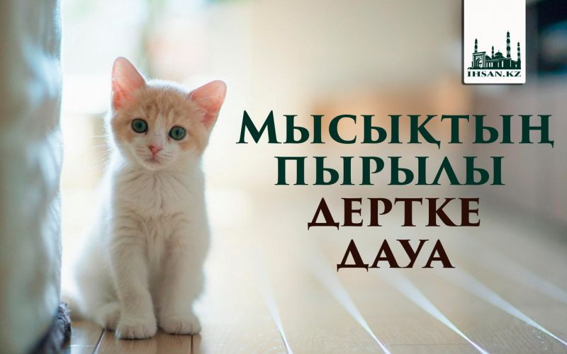 Мысықтың пырылы - дертке дауа