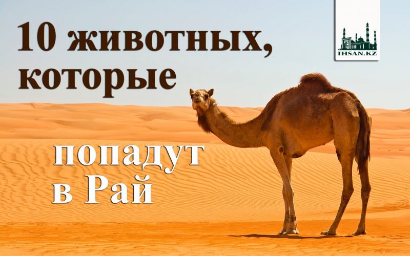 10 животных, которые попадут в Рай  