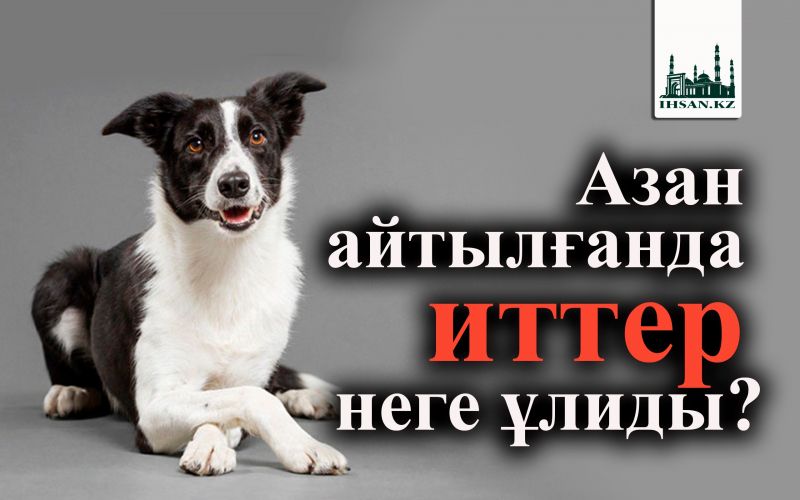 Азан айтылғанда иттер неге ұлиды?