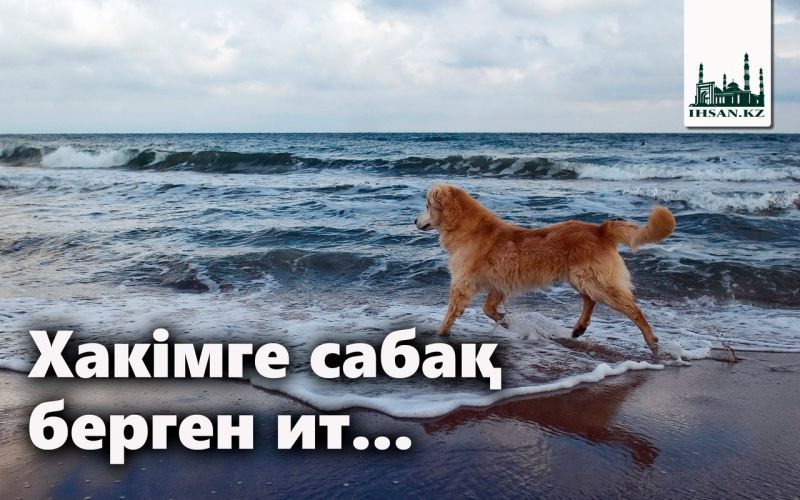 Хакімге сабақ берген ит...