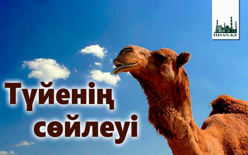                                                         Түйенің сөйлеуі