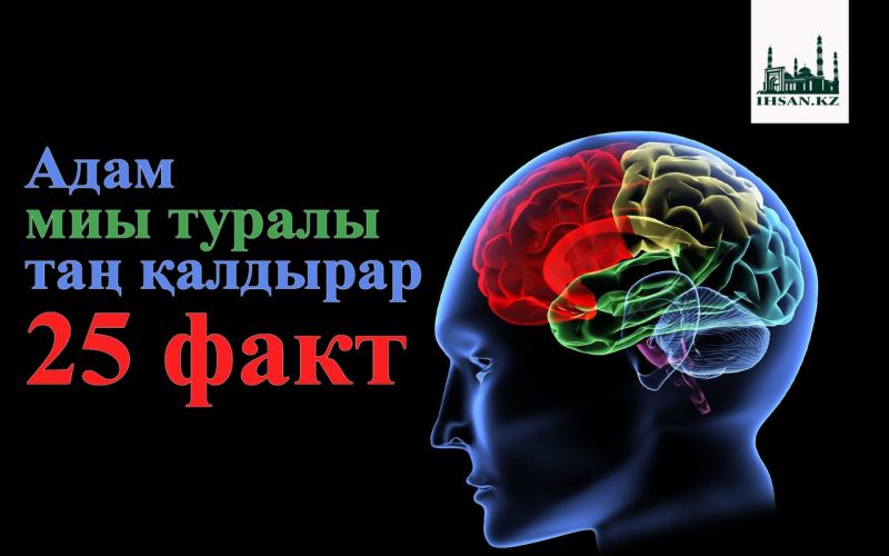 Адам миы туралы таң қалдырар 25  факт