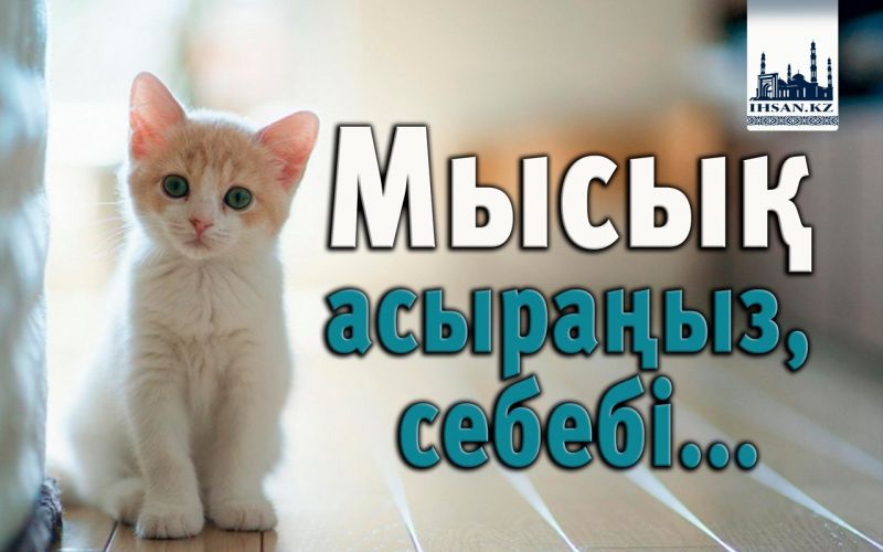Мысық асыраңыз, себебі...