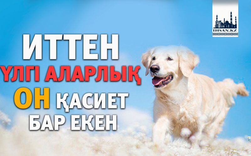 ИТТЕН ҮЛГІ АЛАРЛЫҚ ОН ҚАСИЕТ БАР ЕКЕН