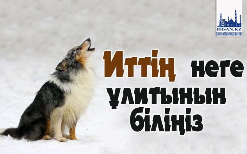 Иттің неге ұлитынын біліңіз