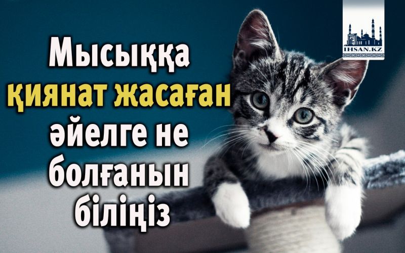 Мысыққа қиянат жасаған әйелге не болғанын біліңіз