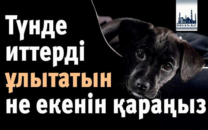  Түнде иттерді ұлытатын не екенін қараңыз