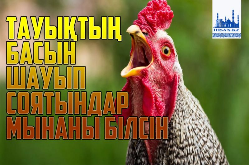 Тауықтың басын шауып соятындар мынаны білсін