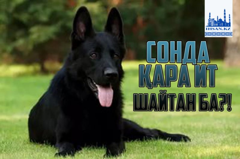 Сонда, қара ит шайтан ба?!