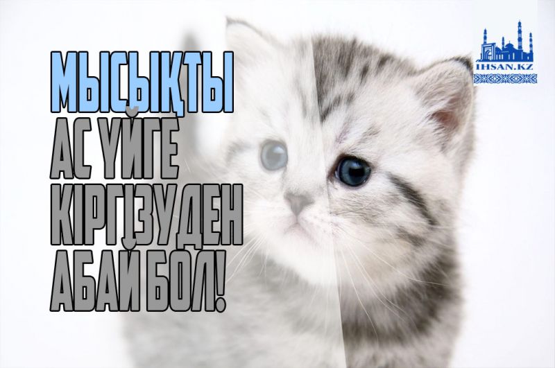 Мысықты ас үйге кіргізуден абай бол!