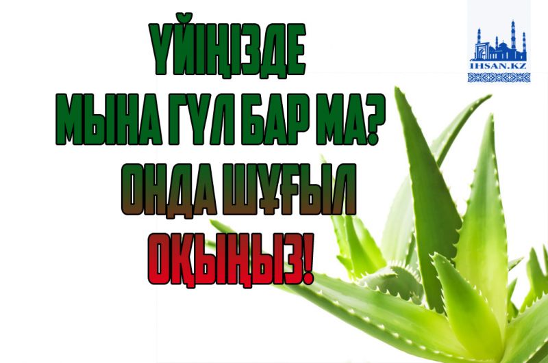 ҮЙІҢІЗДЕ МЫНА ГҮЛ БАР МА? ОНДА ШҰҒЫЛ ОҚЫҢЫЗ!