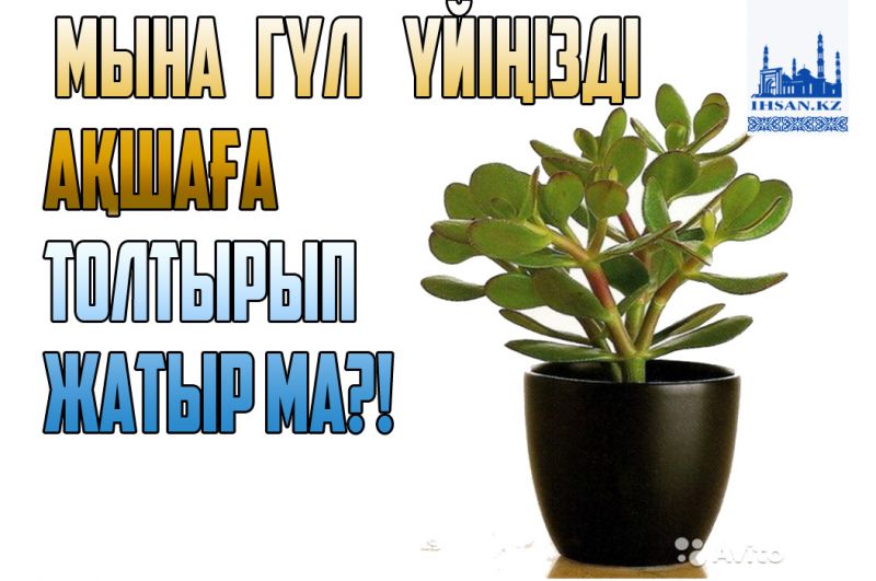 Мына гүл үйіңізді ақшаға толтырып жатыр ма?