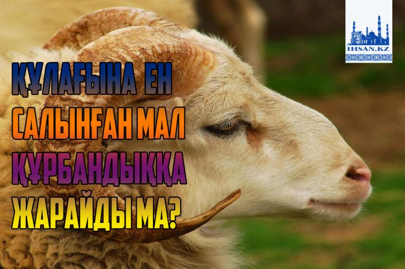 Құлағына ен салынған мал құрбандыққа жарамды ма?