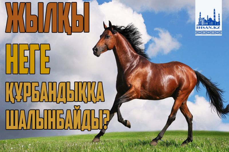 Жылқы неге құрбандыққа шалынбайды?