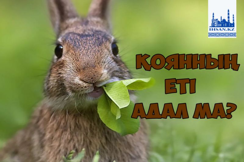 Қоянның еті адал ма?
