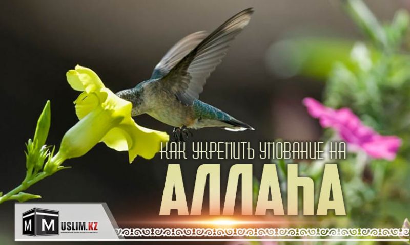 Как укрепить упование на Аллаха