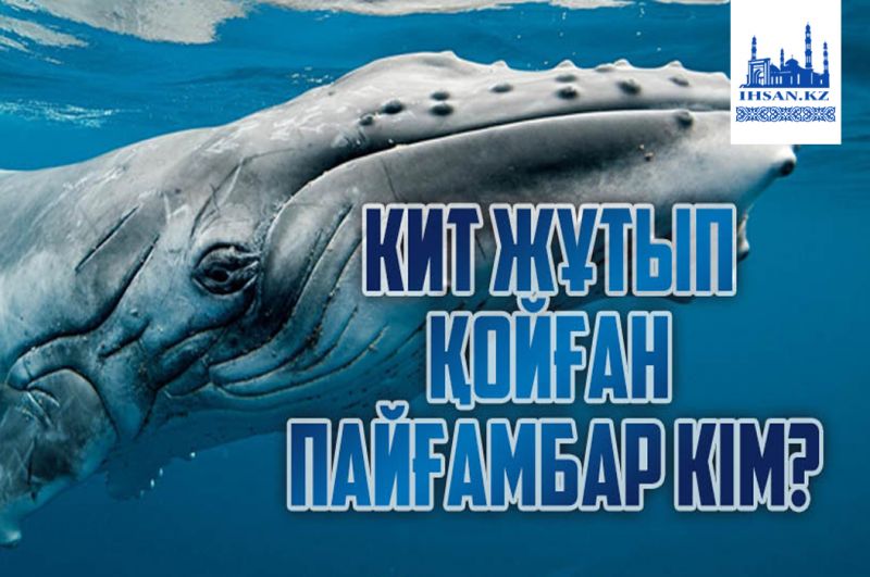 Кит жұтып қойған пайғамбар кім?