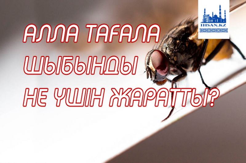 Алла Тағала шыбынды не үшін жаратты?