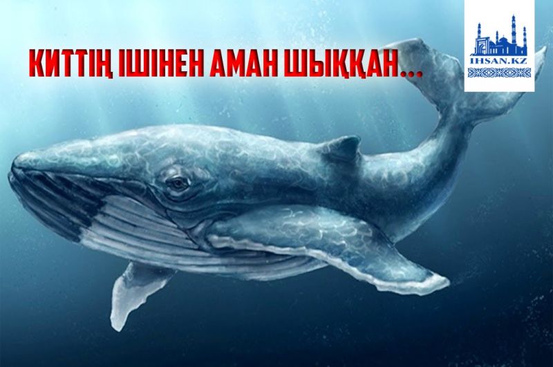 Киттің ішінен аман шыққан...
