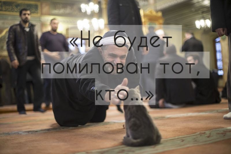 «Не будет помилован тот, кто...»