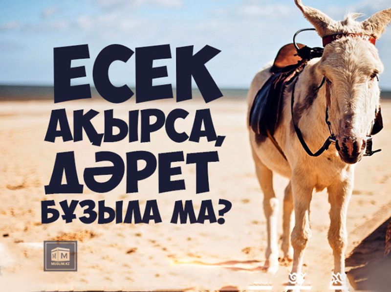 Есек ақырса, дәрет бұзыла ма? 