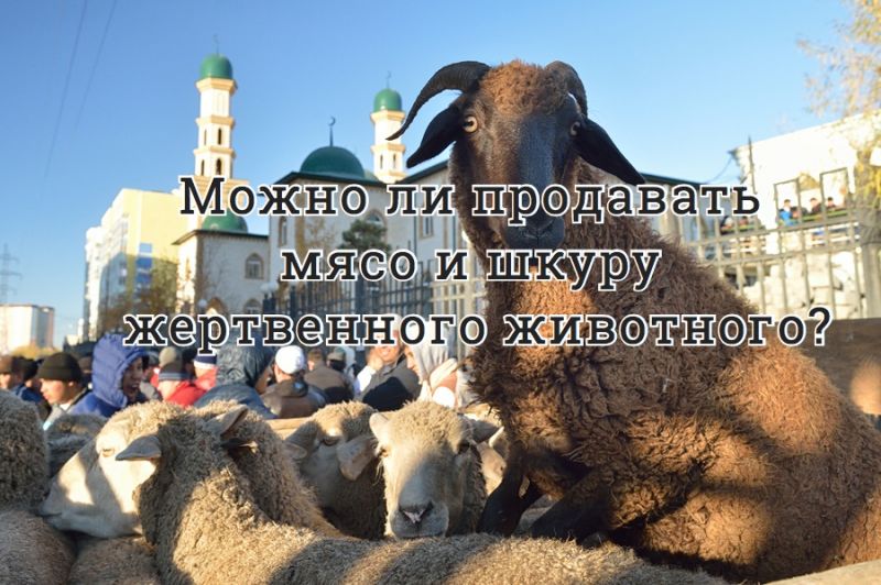 Можно ли продавать мясо и шкуру жертвенного животного?