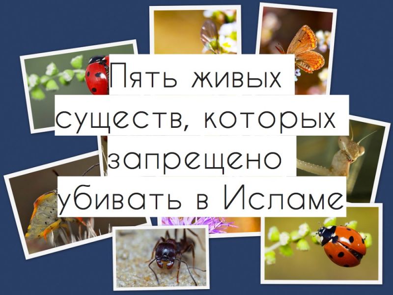 Пять живых существ, которых запрещено убивать в Исламе