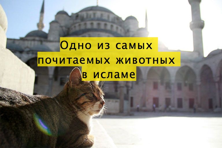 Одно из самых почитаемых животных в исламе